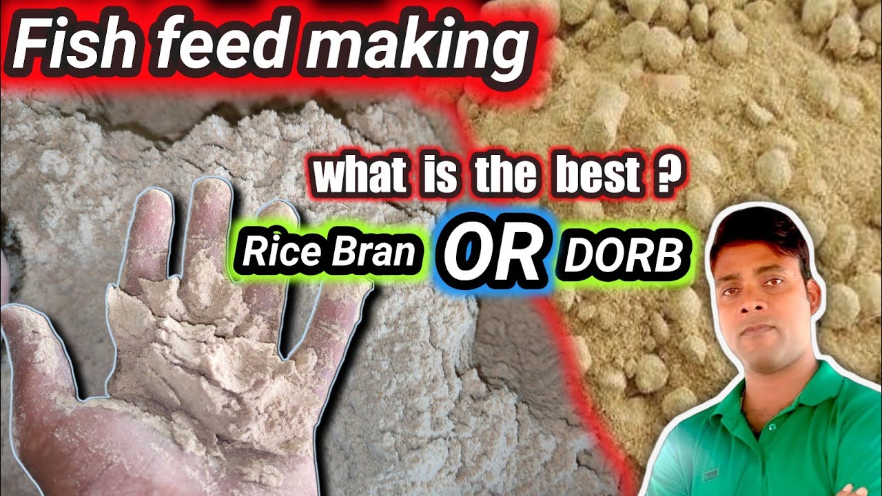 fish feed making with rice bran and Dorb | husk | | rice polish kya hai | What is rice bran#fishinfo
