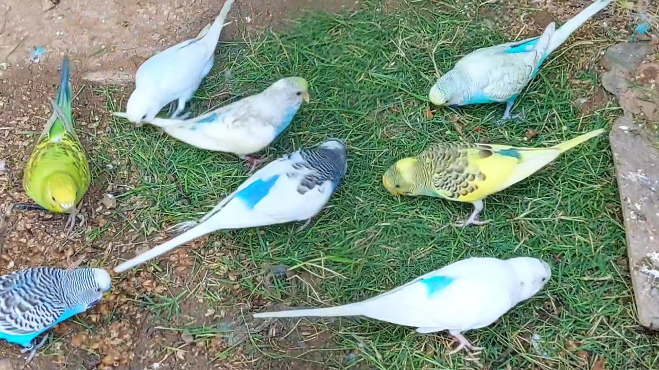 June 25, 2023 Budgies eating green food chirping and playing, Budgies beautiful colors