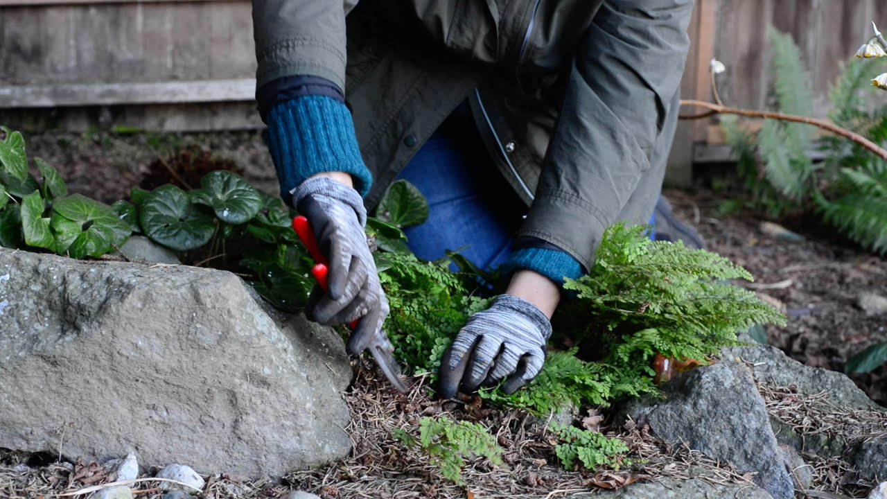Cutting Back Evergreen Ferns in Late Winter
