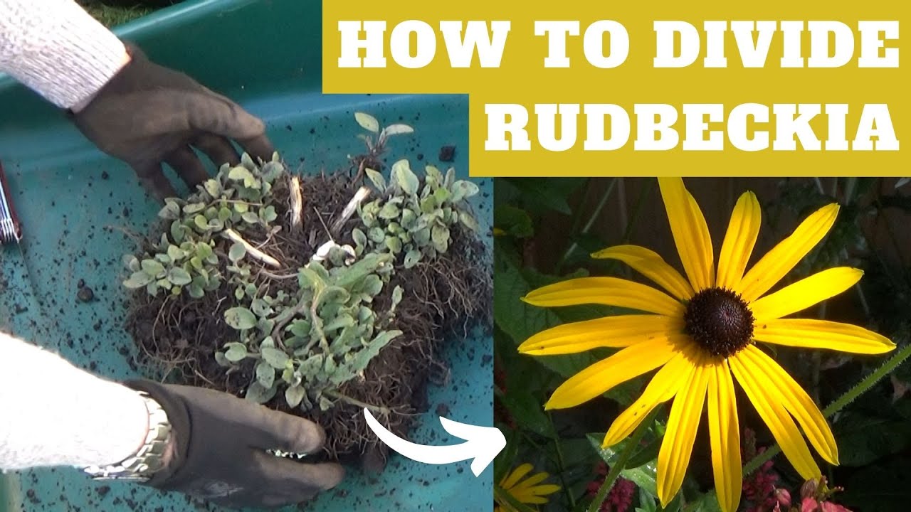 Как разделить многолетнюю рудбекию | Деление Rudbeckia fulgida deamii | Разделение Black Eyed Susan