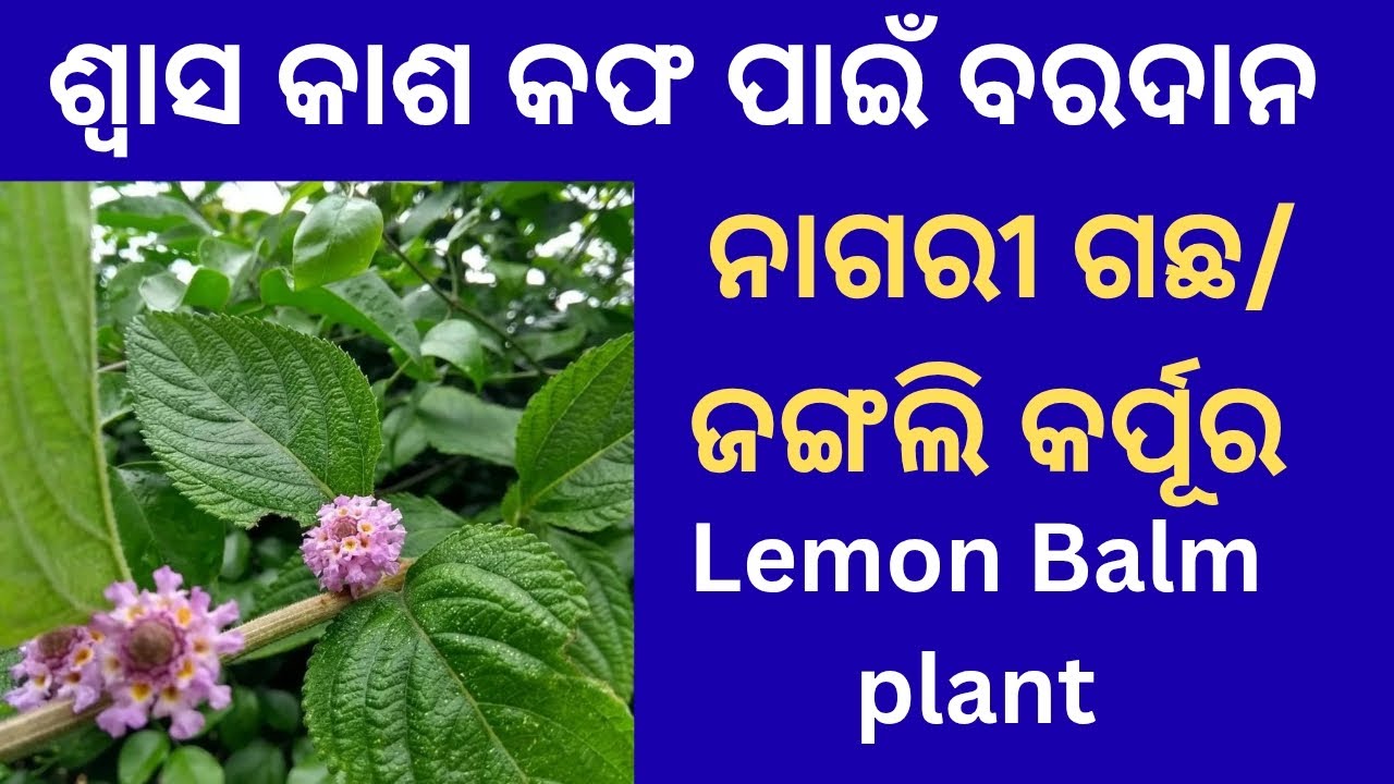 ନାଗରୀ ଗଛର (ଜଙ୍ଗଲି କର୍ପୂର) ଔଷଧୀୟ ଉପଯୋଗ 🌿 Lemon Balm plant benefits in Odia💊 Lippia Alba uses 