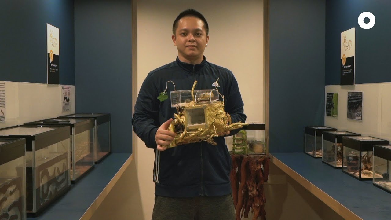 Meet the Ant Man and his Empire of 100,000 ants | Extraordinary Oddities