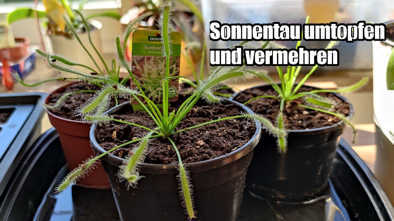#20  Drosera capensis umtopfen und Vermehren; Neuzugang