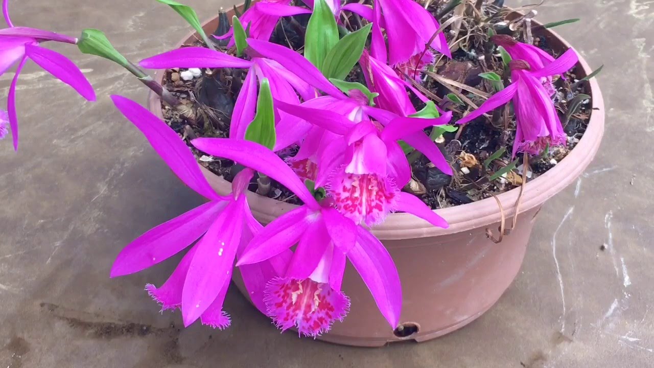 PLEIONE ORCHID CARE TIPS: PLEIONE TONGARIRO IN BLOOM