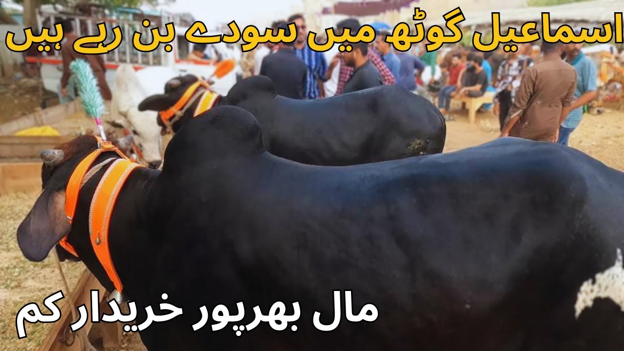 Ismail Goth mandi 2024 updates | Mandi Drive | Karachi Maweshi Mandi 2024