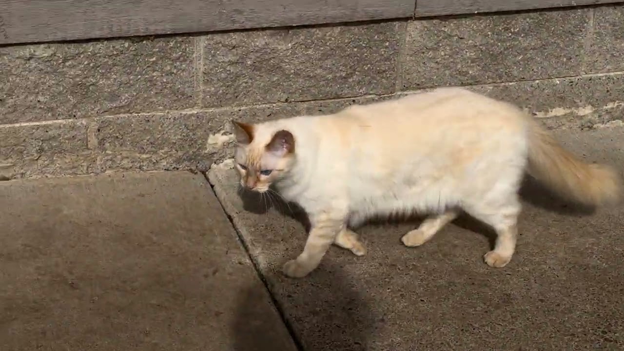 A good day to be out meow 