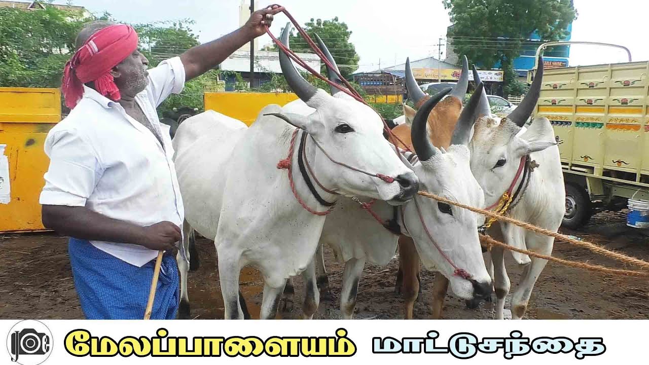 Melapalayam mattu santhai | மேலப்பாளையம் மாட்டு சந்தை