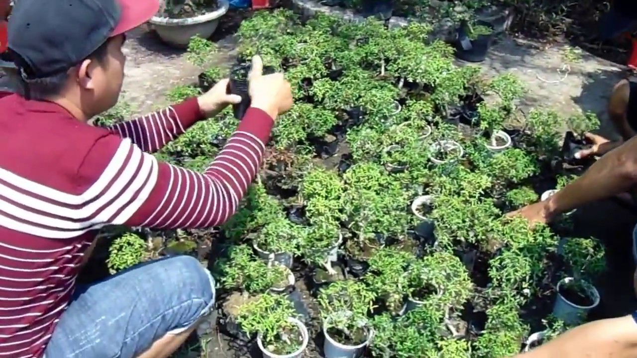 bonsai market
