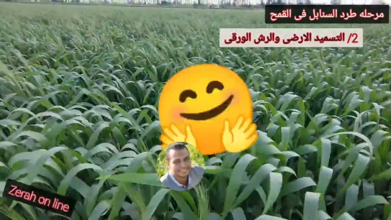 خطوره مرحلة طرد السنابل فى القمح على إنتاج الفدان