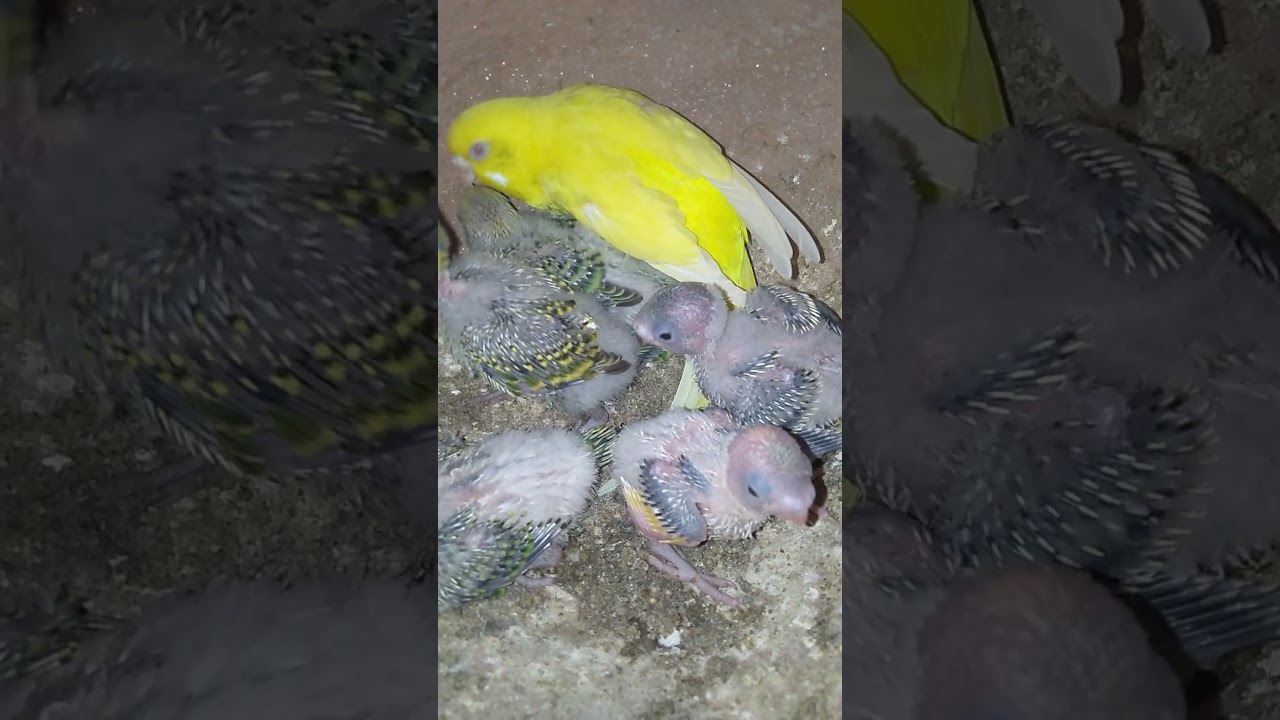 Budgies Parrots Breeding Colony Progress&nbsp; 😘#shorts
