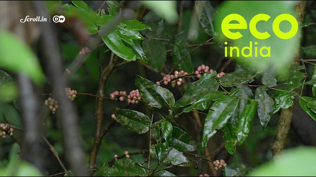 Eco India: How coffee is solving  Western Ghats' biodiversity crisis