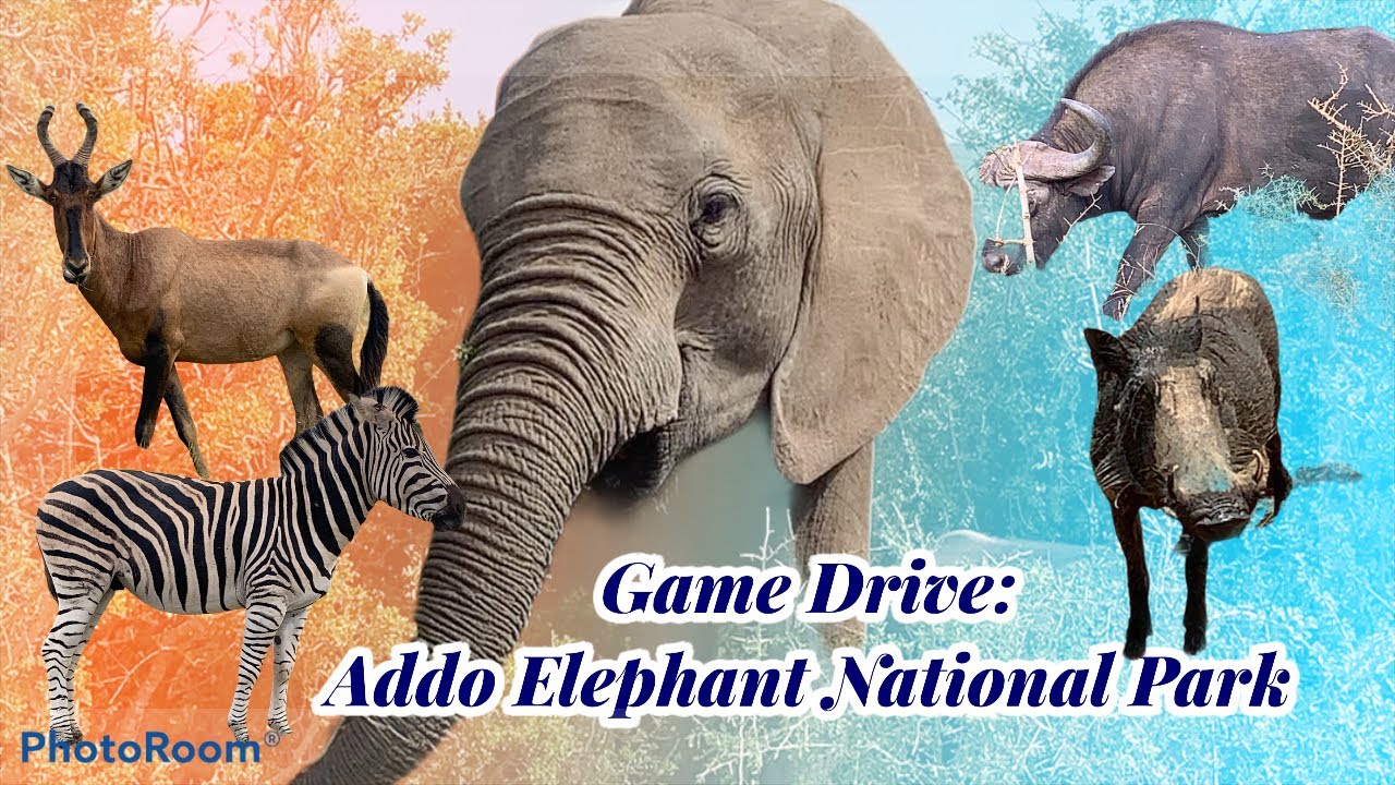 Game Drive in Addo Elephant National Park