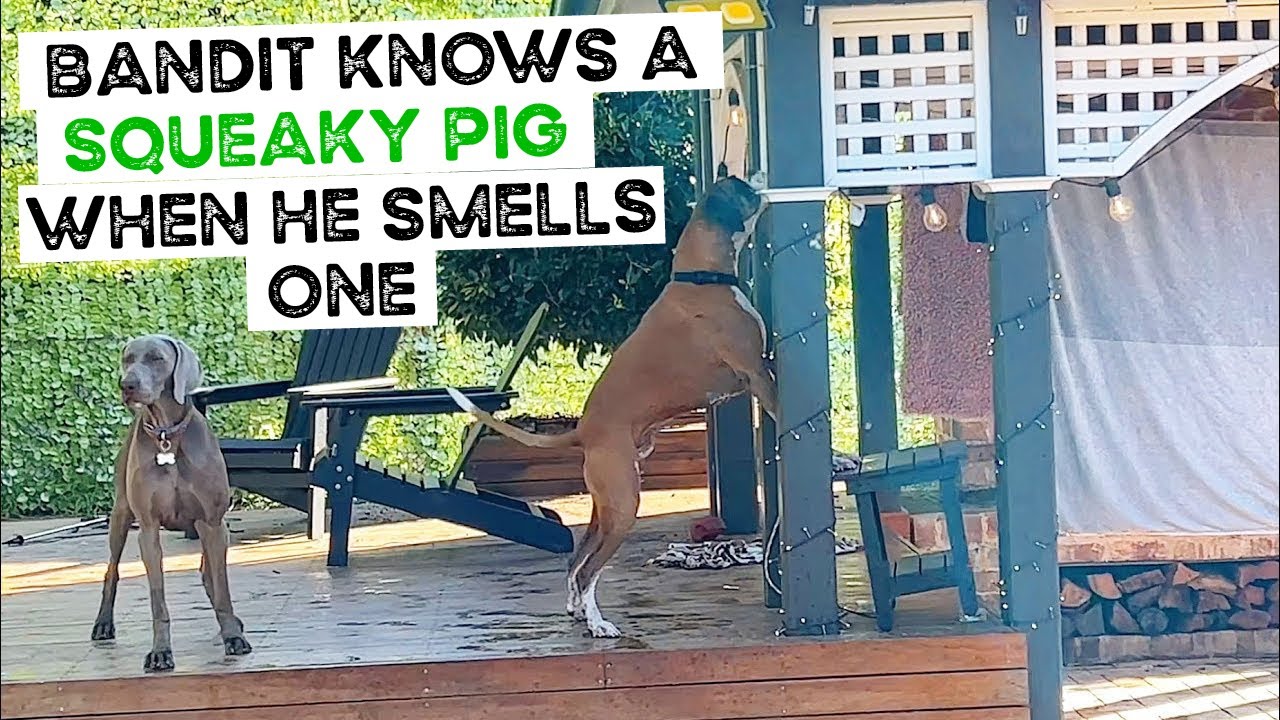 Freddie Zoomies, Lily Stick Dances, Parcel Opening and Bandit Knows a Squeaky Pig when he Smells one