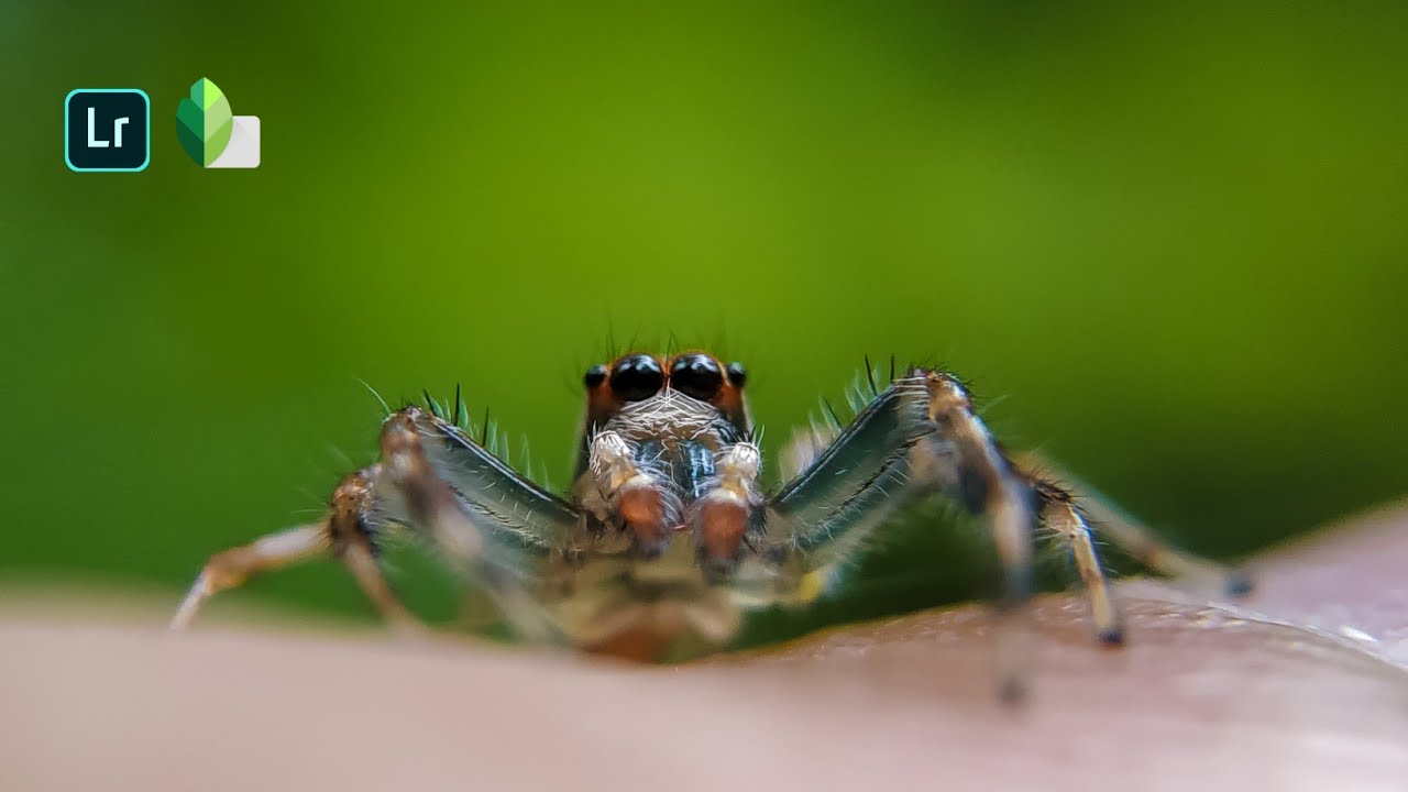 How To Professionally Edit Macro Photo In Lightroom Mobile and Snapseed | Macro Photography Tutorial