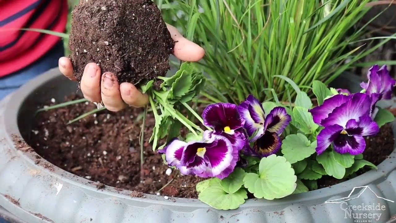 Fall Container Ideas for Southern Gardens | Thriller, Filler, Spiller Design