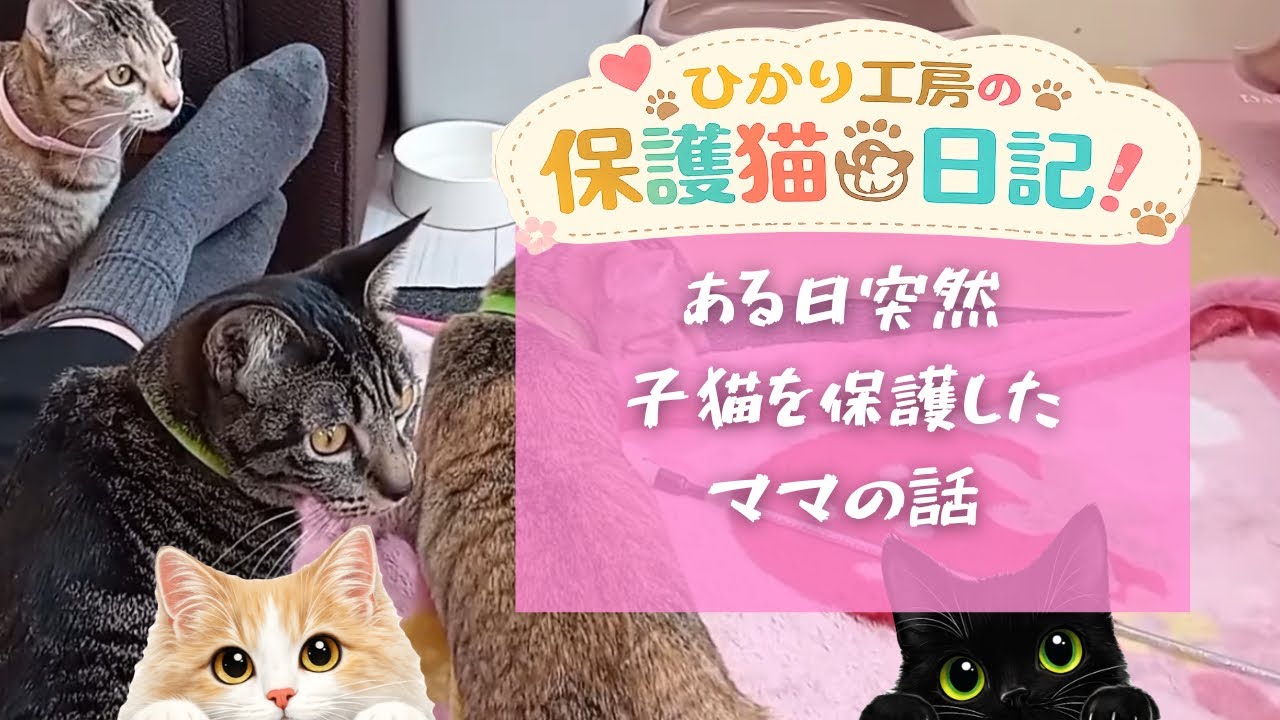 2/12 追記　「私とキジニャンズ」