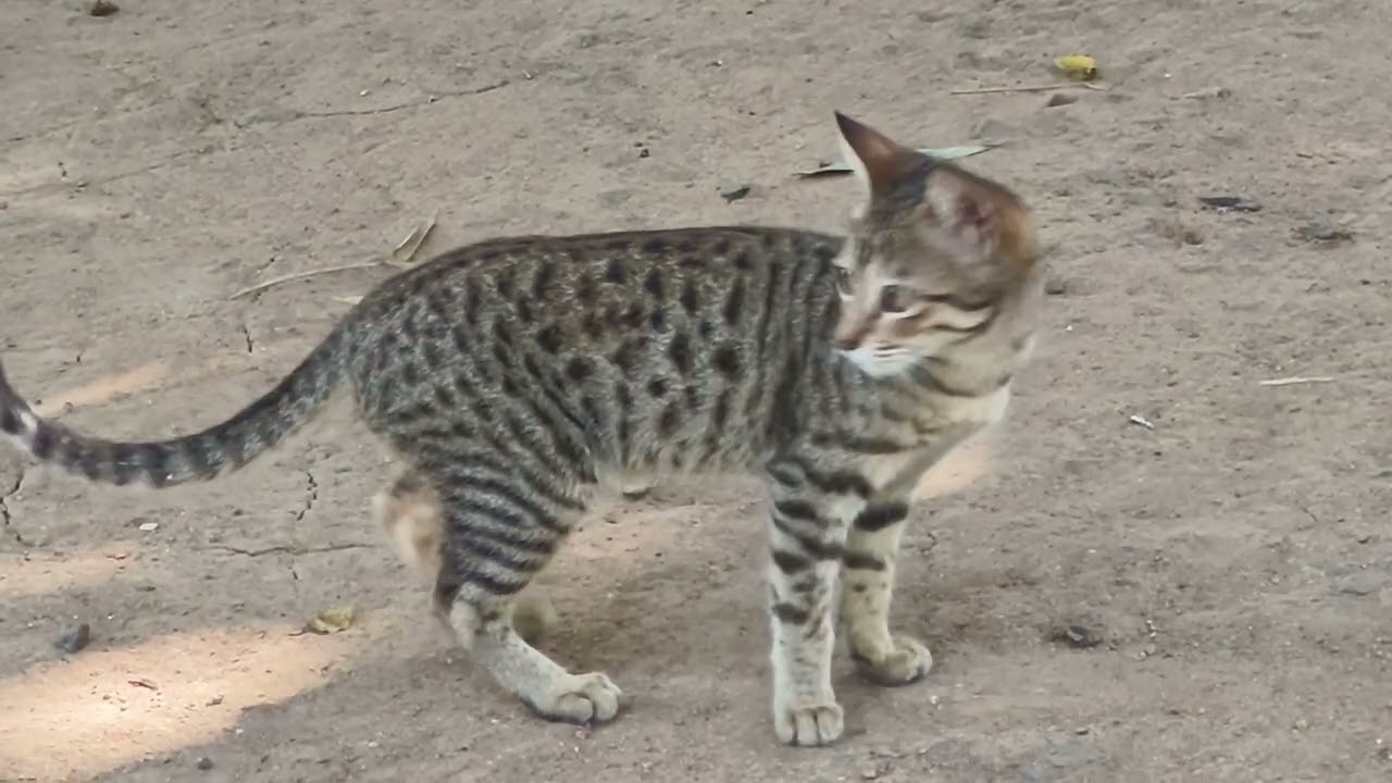 #cat #1jan2025 #trending #foryou 