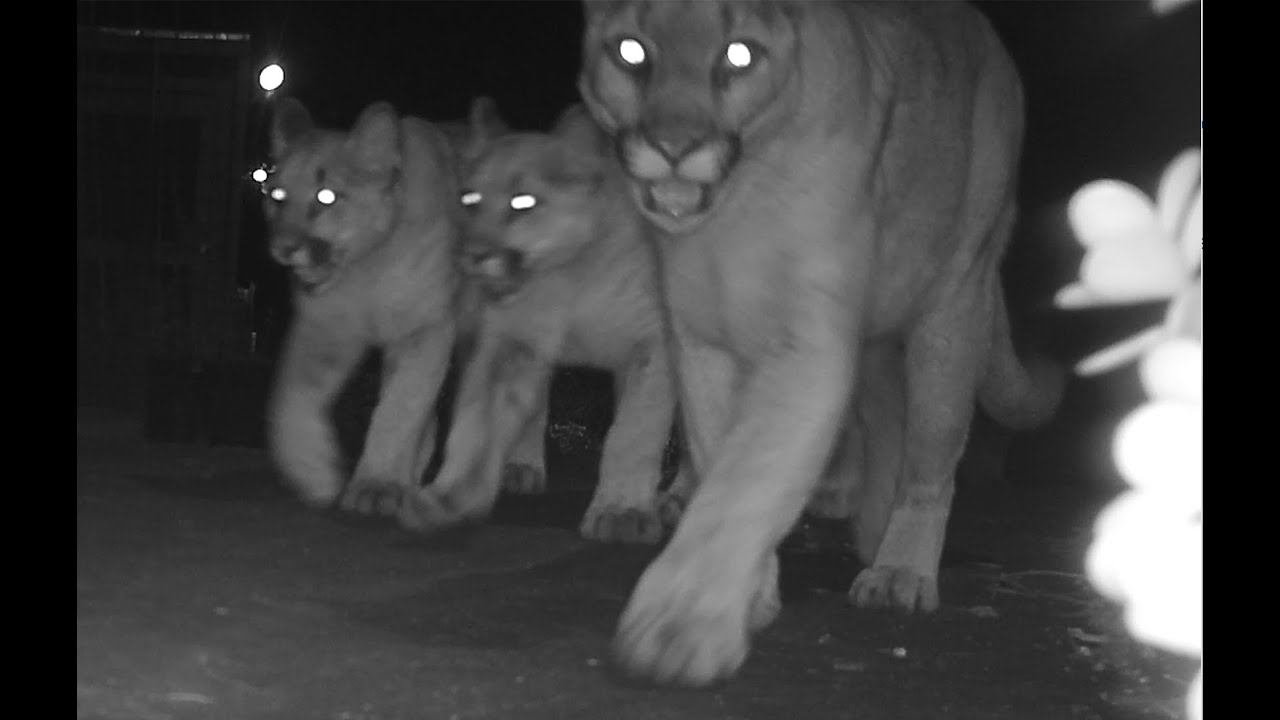 Mountain lion sightings compilation