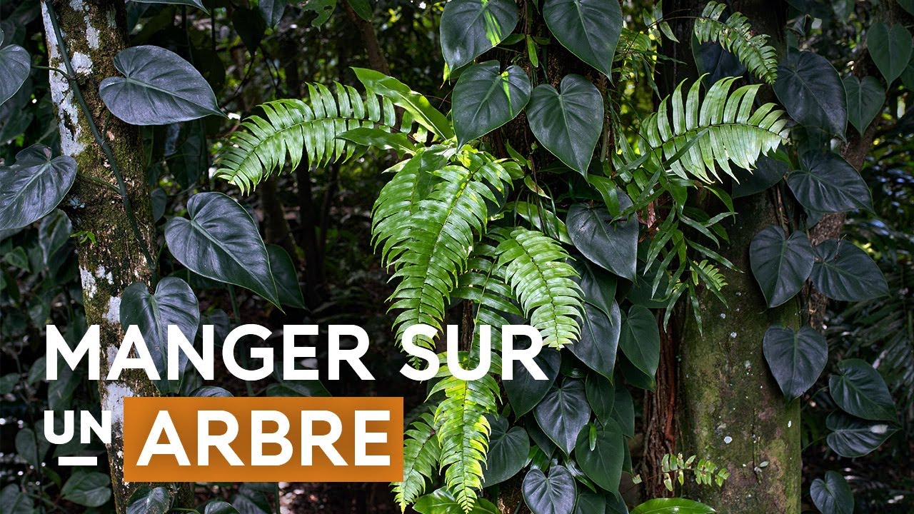 Orchidées et fougères : leur drôle d'alimentation | La nature des plantes
