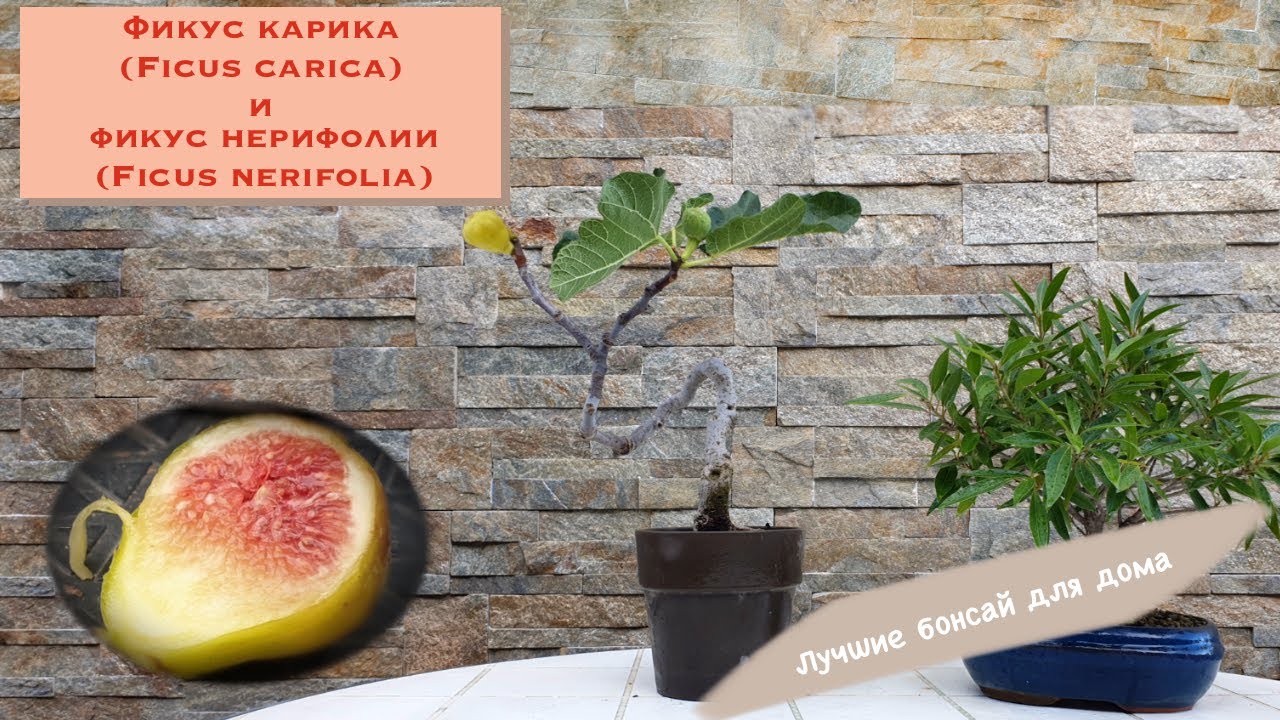 Какой бонсай лучший для новичка? Рекомендации канала Уроки бонсай. Bonai tree fruits