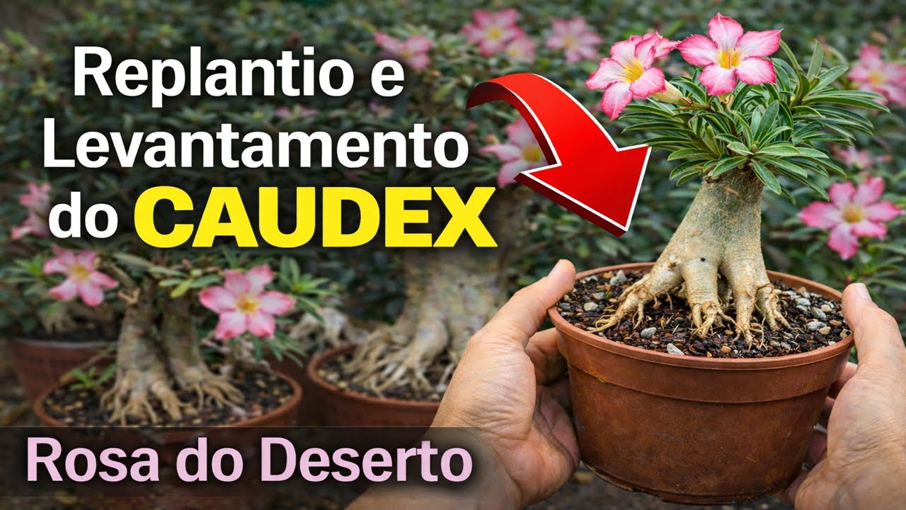 Replantio e Levantamento de Caudex da Rosa do Deserto