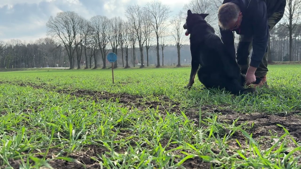 Fährtenarbeit mit Hund (Teil 2) – So führst du deinen Hund richtig an den Abgang