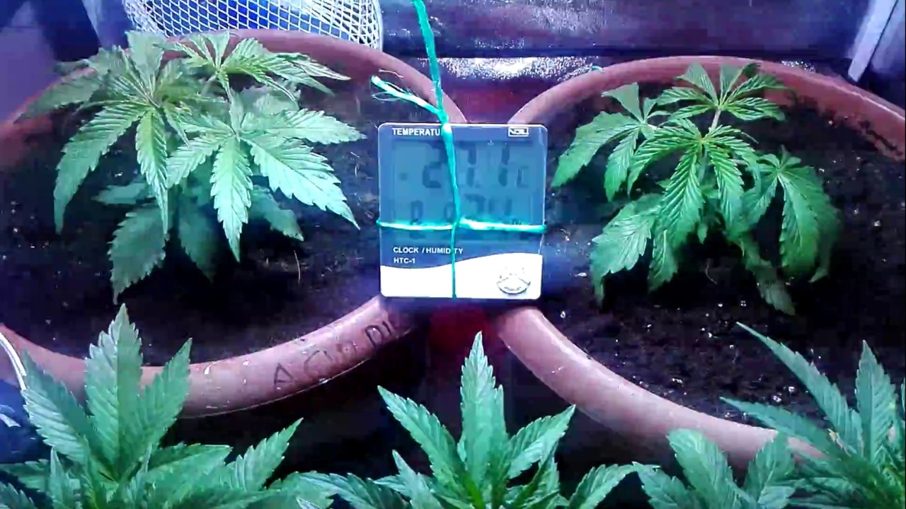 Semana 4 Seguimiento NL5 Haze Mist, Sour Diesel y Auto Critical