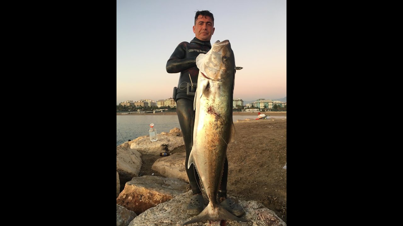 AKYA KUZU LEVREK BARACUDA MANAVGAT SİDE SPEARFİSHİNG