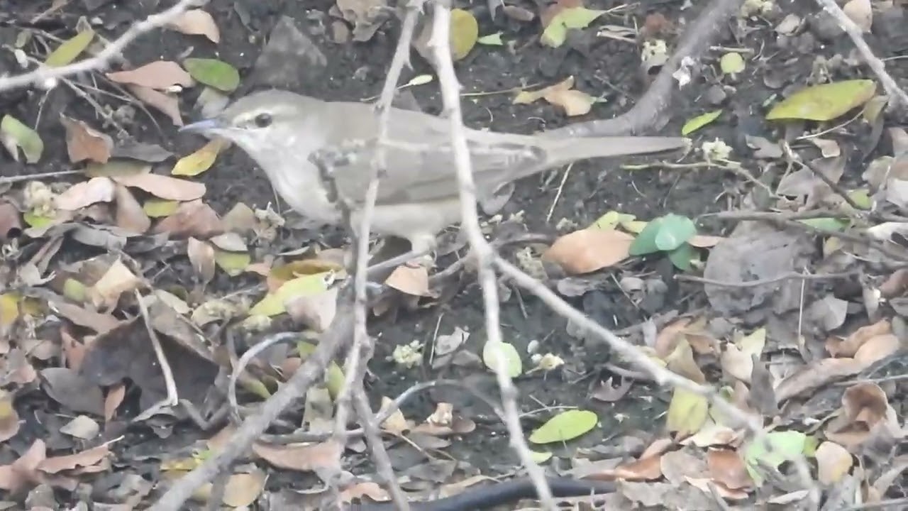 Clamerous reed warbler(Acrocephalus stentoreus),Boisar, MH, India, 15/02/2026