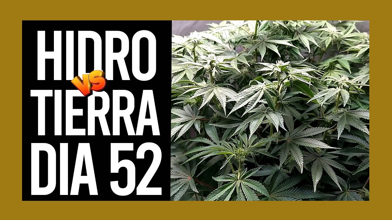 Z-KIEM HIDRO VS TIERRA DIA 52 | VIPARSPECTRA XS 2000