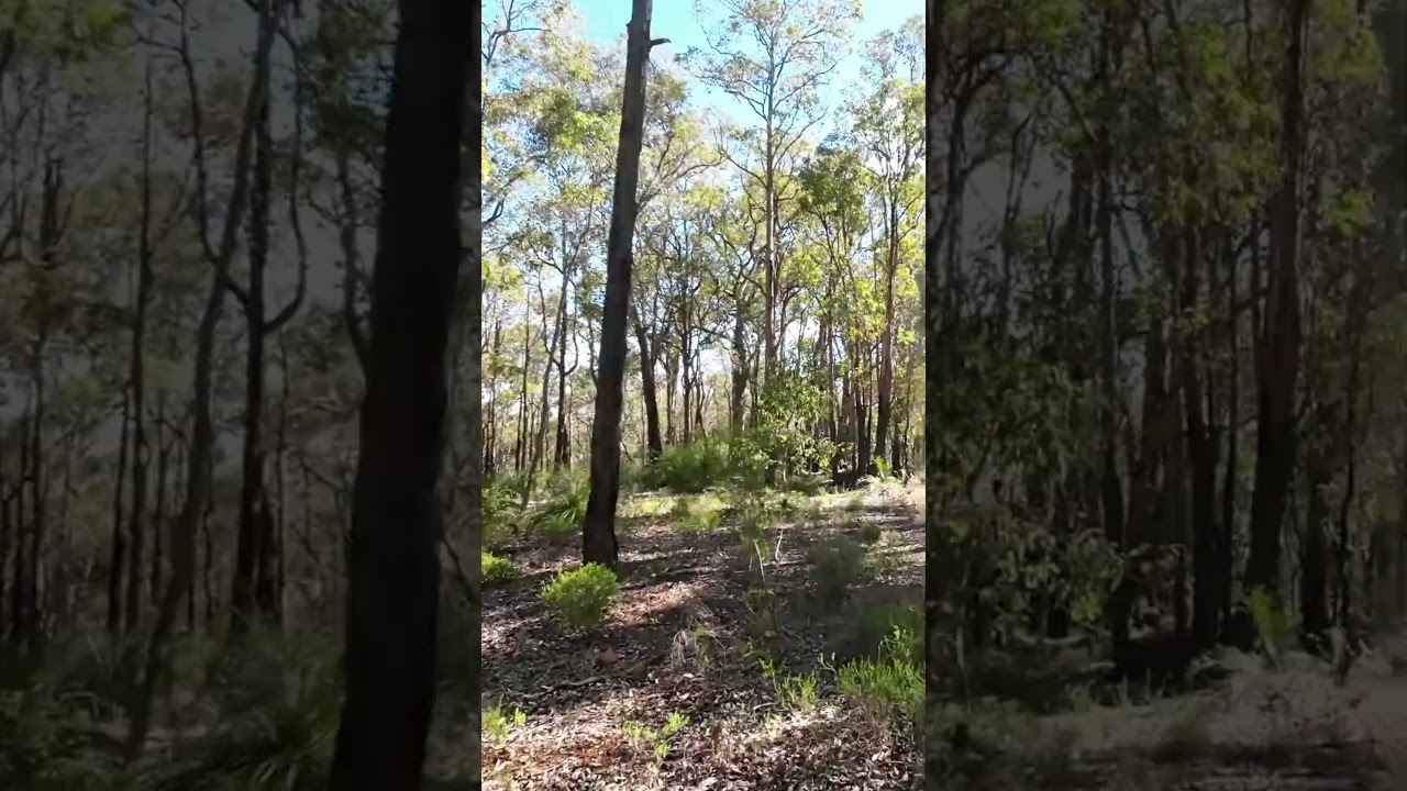 Australian Bush Walk 2 #nature #bushwalking #foresthikes #naturewalking