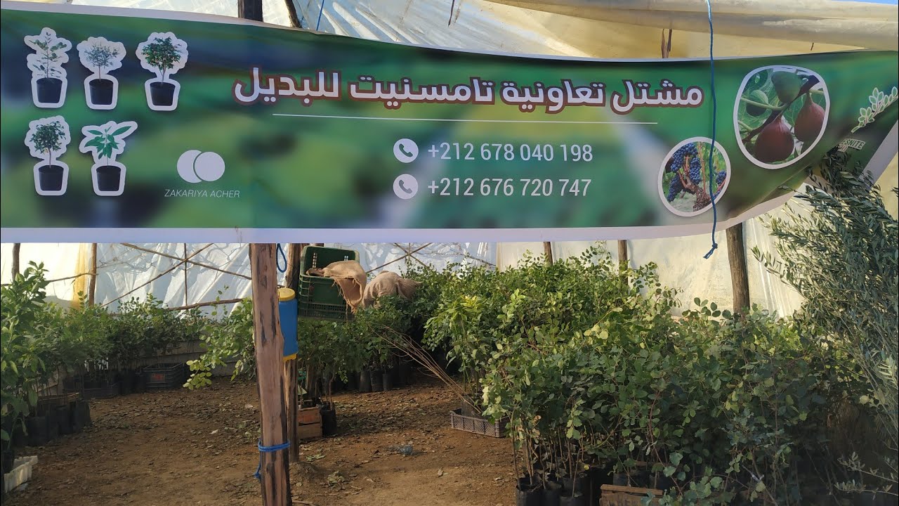 تعاونية # مشتل # منبث # دوار تامسنيت
