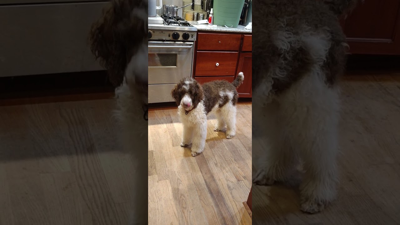Standard Poodle Counter Surfing Funny Jump Back #puppy #standardpoodle #Spoos