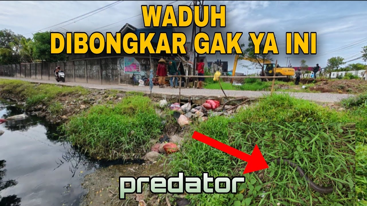 PARAH GORONG-GORONG TERTUTUP GIMANA AIR MENGALIR, PREDATOR MUNCUL DIANGKAT BABEH RAMLIH