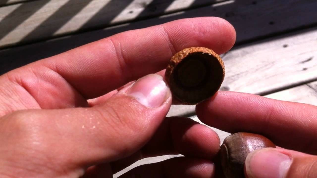 Acorns to OAK Trees- Part 1: Growing TREES from Seed