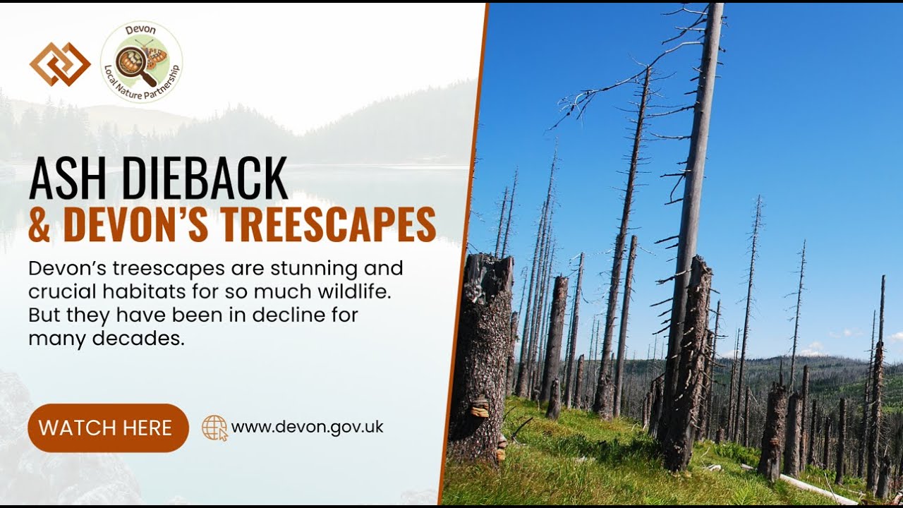 Ash dieback and Saving Devon’s Treescapes