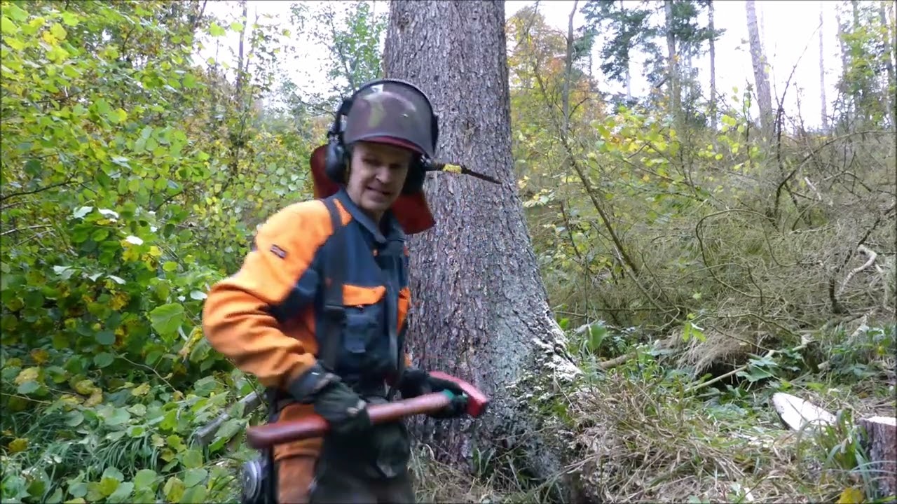 Forest job / Těžba smrků nad chatama - Stihl 462 #241