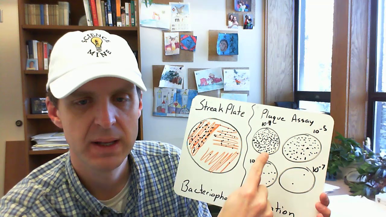 Bacteriophage Purification: Streak Plates vs. Plaque Assays