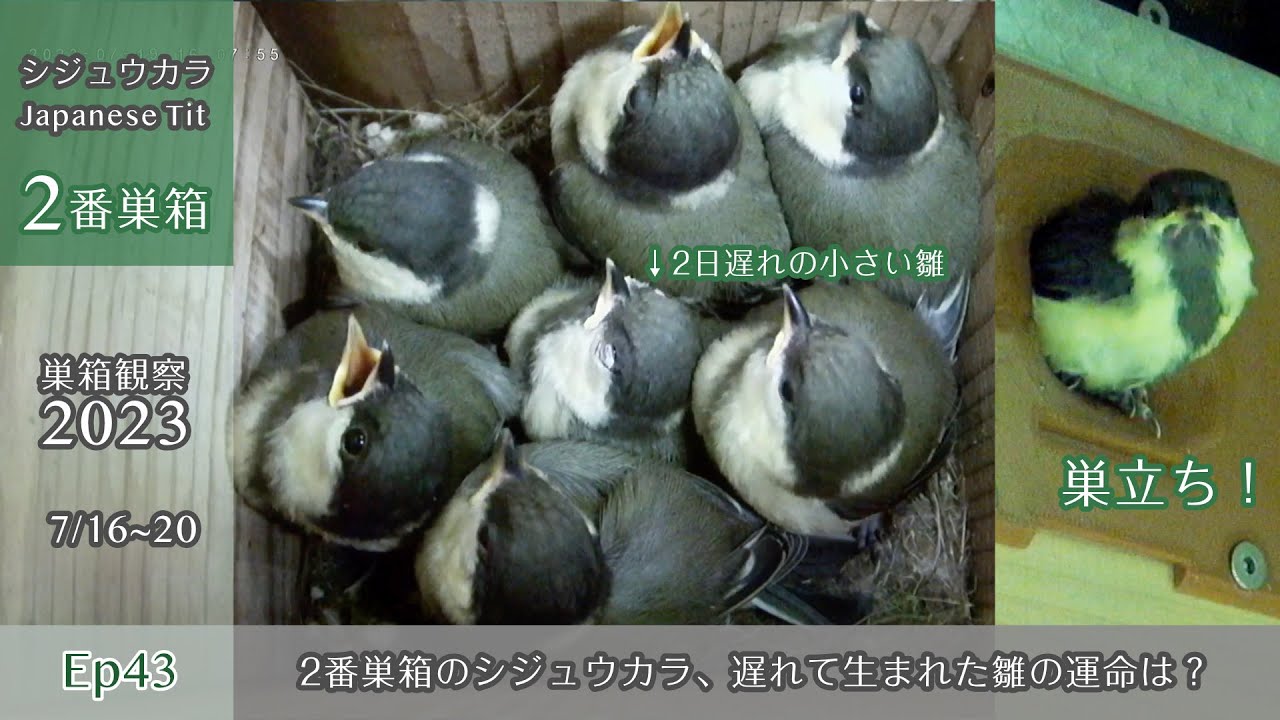 【巣箱観察2023 最終回】シジュウカラ2番巣箱もいよいよ巣立ち！遅れて生まれた雛の運命は・・・？（7/16〜20）