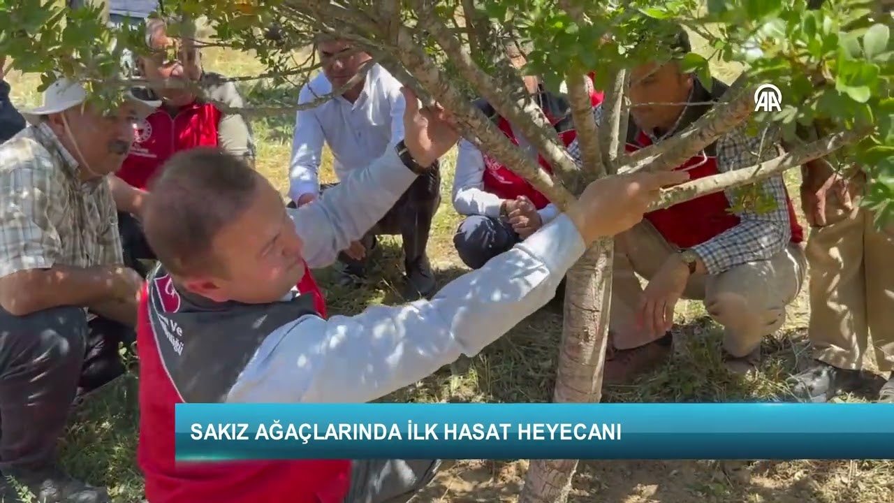 Sakız ağaçlarında ilk hasat heyecanı