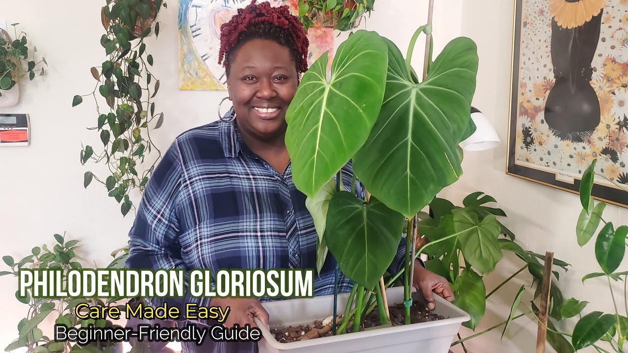 Раскройте секреты: Руководство по уходу за Philodendron Gloriosum
