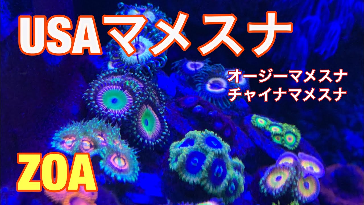 海水水槽  USAマメスナ    ZOA  USAブリード  オージーマメスナ    チャイナマメスナ    その他  reef  tank