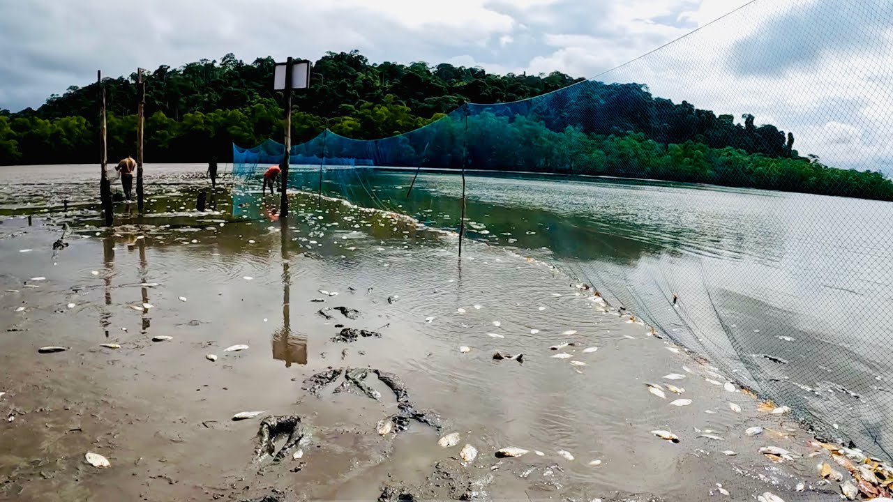 1000kg ইলিশে জাল সাদা হয়ে গেলো। @ANDAMAN_HUNTERS