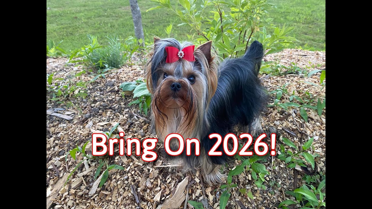 2025 Year In Review  / What is Next in 2026