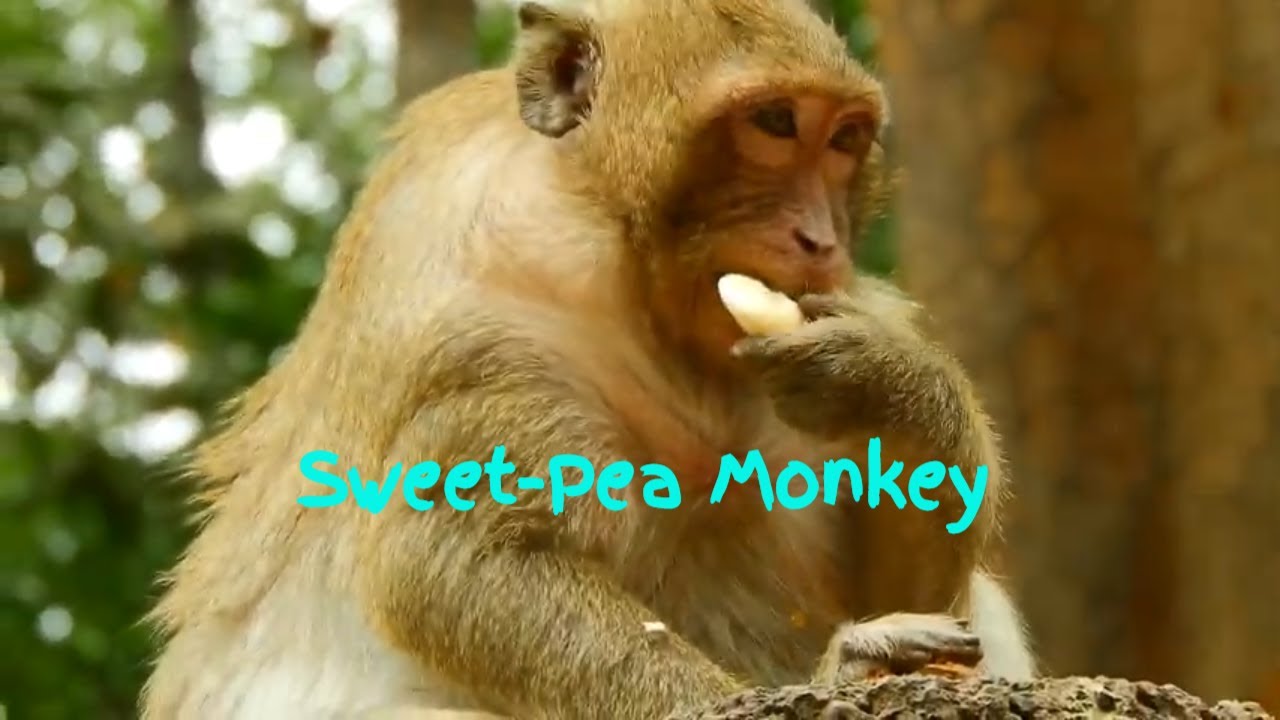 SweetPea So Sad Today He Eat Mango Seed, SweetPea Nothing To Eat