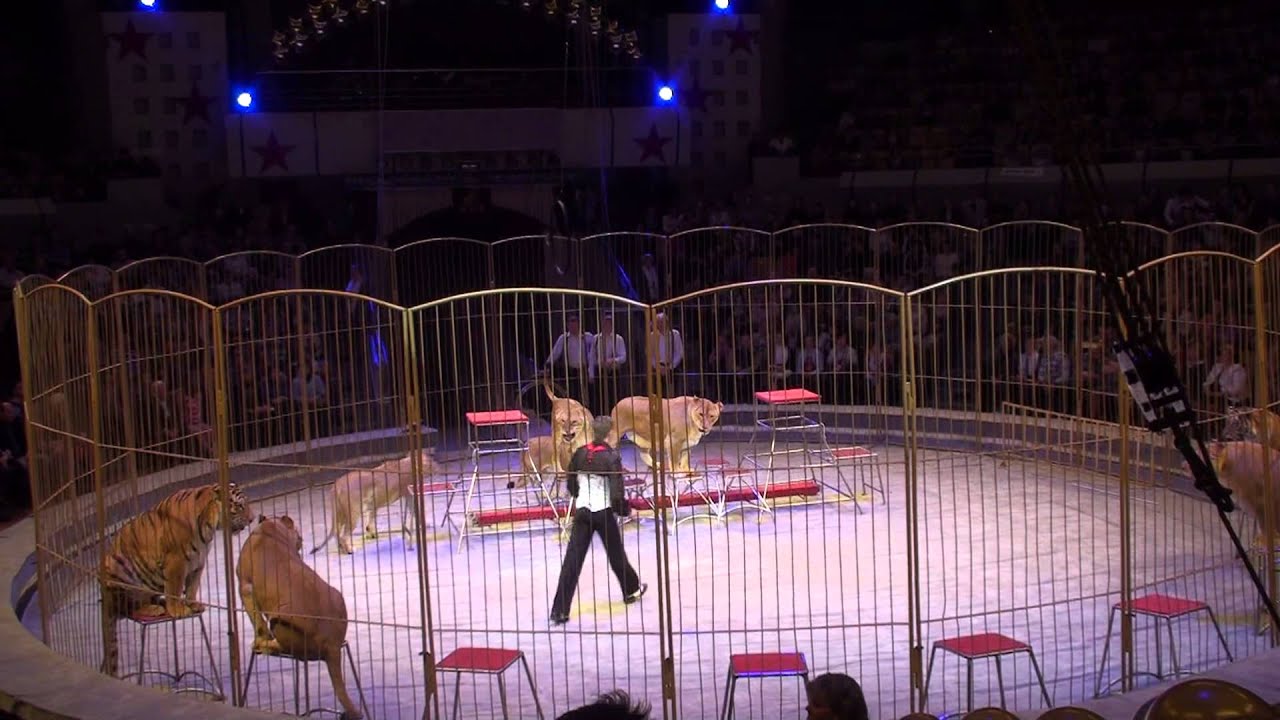 Аттракцион Империя львиц Виталия Смолянец