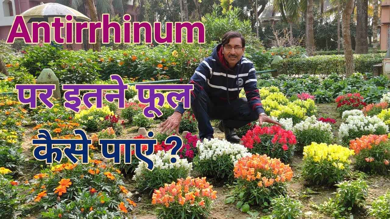 Antirrhinum मे  इस तरह से बहूत सारे फूल पाने का तरीका जानिए / Get Maximum flowers in Antirrhi