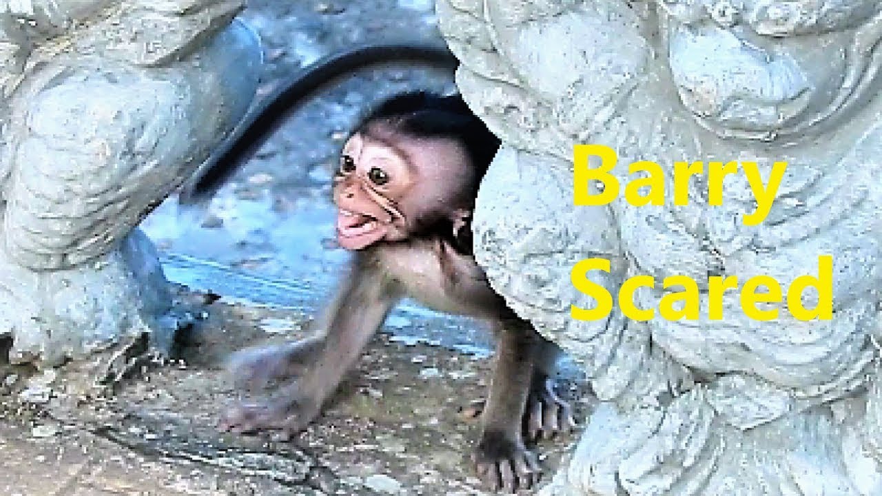 Baby Barry Becomes Spoiled, Crying Loudly without Anyone Does Things with Him