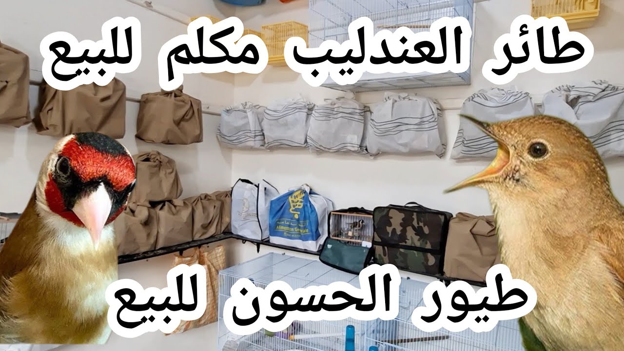 الجديد طيور الحسون ديال الخدمة وطائر العندليب مكلم جدور داوين الخير موجود ماشاءالله تحياتي للجميع 