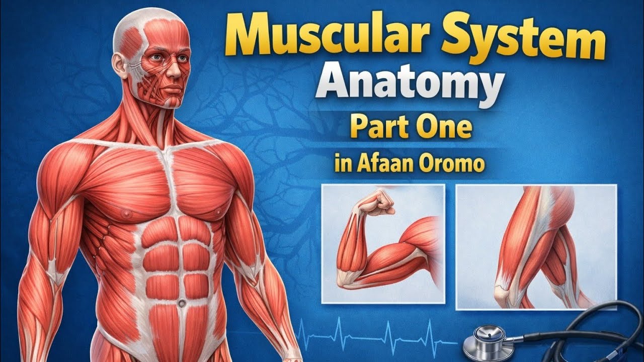 MUSCULAR SYSTEM ANATOMY BEST VIDEO IN AFAAN OROMOO ## PART ONE/1